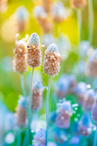 Plantago ovata (known as blond plantain, desert Indian wheat (इसबगोल) , blond psyllium) is a medicinal plant native to Western Asia and Southern Asia.