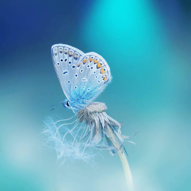 Beautiful tender delicate butterfly on a clean blue background close-up macro on a flower dandelion in spring on a beautiful blurred background. Dreamy romantic extraordinary artistic image.