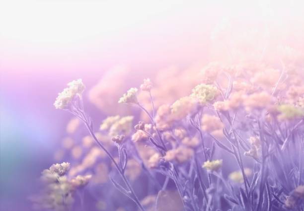 istock Wild campestral flowers on meadow. 1390890841