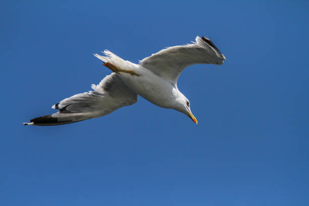 istock seagull flying in the sea 1390891499
