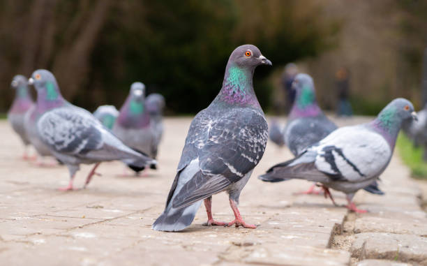 istock Feeding pigeons on the street 1390891665