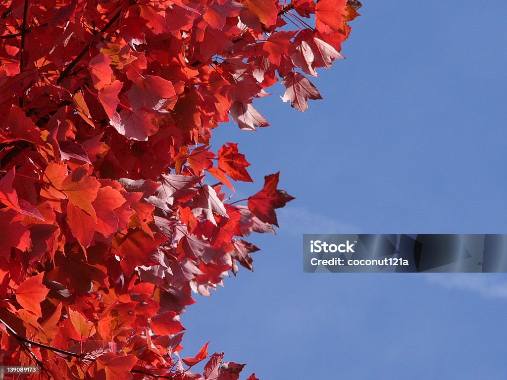 Rojo y azul - Foto de stock de Arce libre de derechos