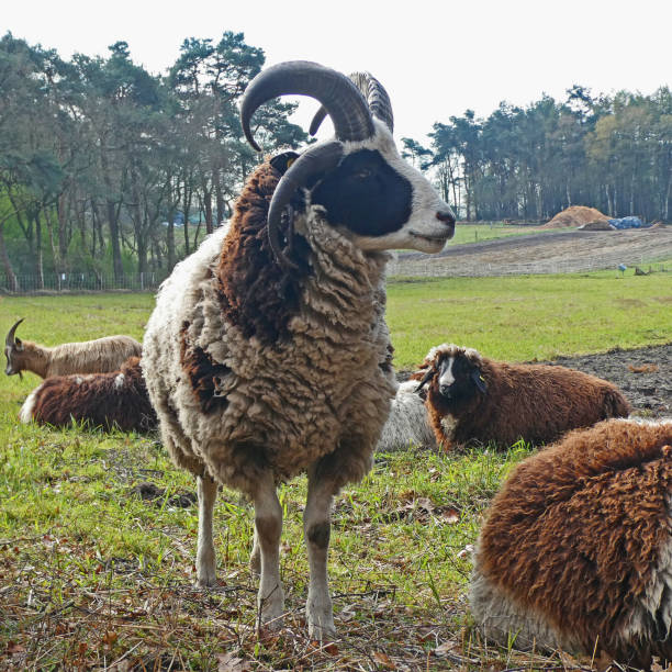 una oveja jacob de pie entre otras ovejas - jacob sheep fotografías e imágenes de stock