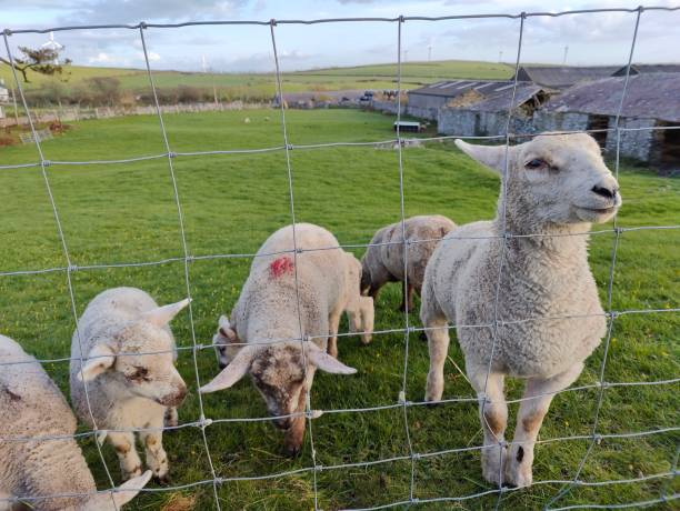 istock Sheep looking at the camera eating grass grazing 1390891967