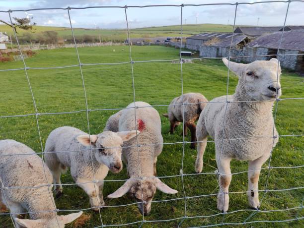 istock Sheep looking at the camera eating grass grazing 1390891975