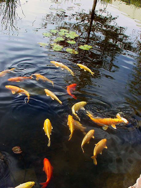 istock Goldfish in Pond @ Sedgwick County Zoo 139089210