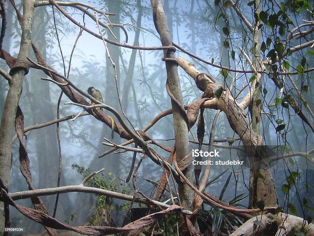 Forêt tropicale 2 - Photo de Arbre libre de droits