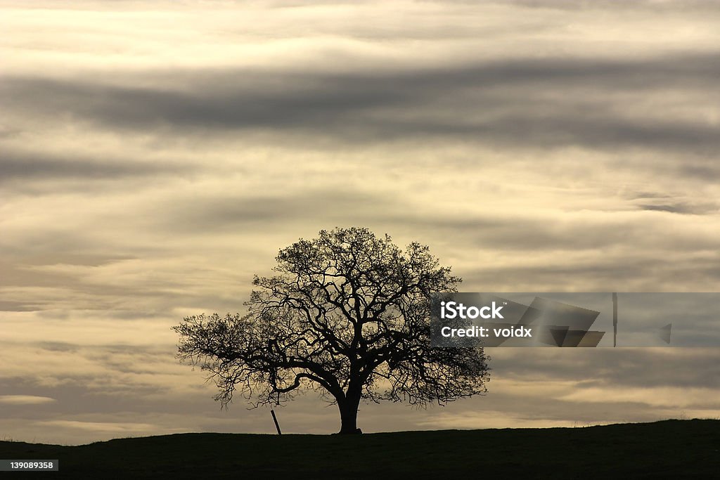 외로운 트리 - 로열티 프리 떡갈나무 스톡 사진