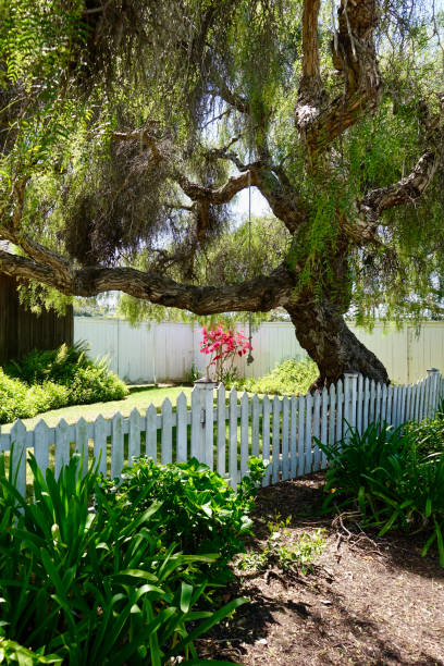 istock Giant pepper tree with rope swing behind a white picket fence 1390894206