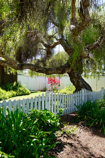 Giant pepper tree with rope swing behind a white picket fence