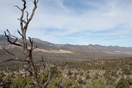 Burned tree against lush mountain range