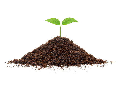 Young plant sprout in soil heap isolated on white background