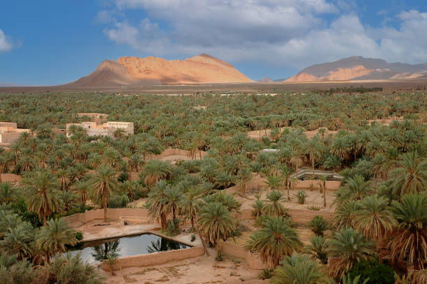 Palm grove of  Figuig in south-eastern Morocco
