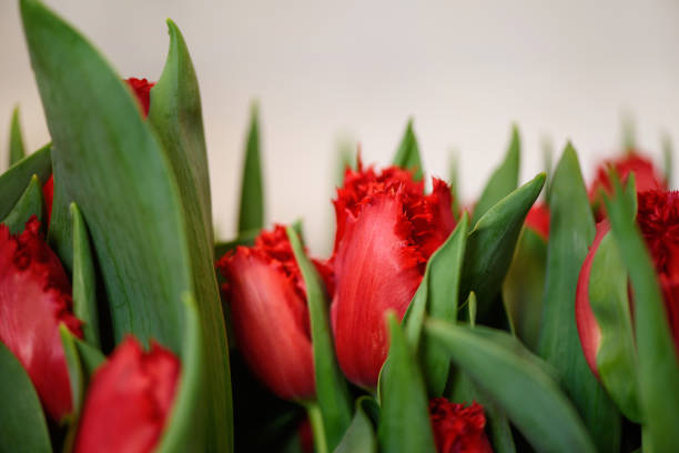 Lots of blooming tulips. Flowers background.