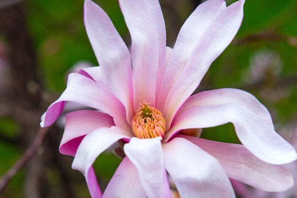 istock Beautiful Spring Flowers-Howard County Indiana 1390898162