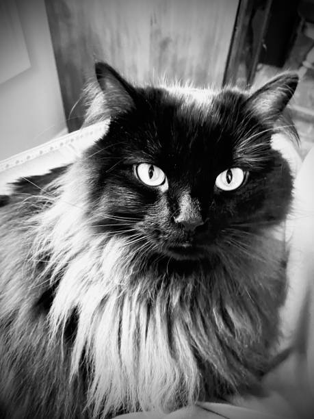 istock The art of the cat 1390898520