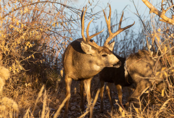 a mule deer buck and doe during the rut in Colorado in autumn