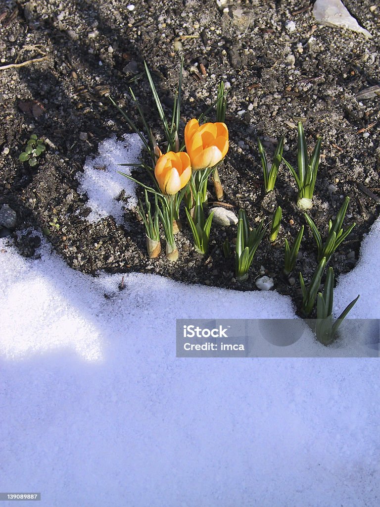 Spring's coming Two big yellow crocus blooming in the snow on a sunny day. Crocus Stock Photo