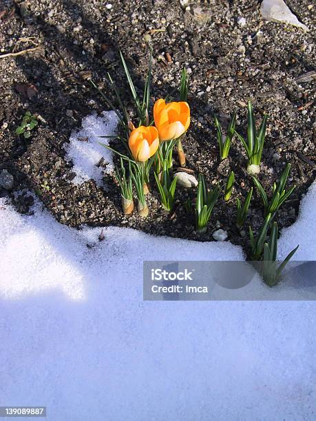 Springs Coming Stock Photo - Download Image Now - Crocus, Day, Dirt