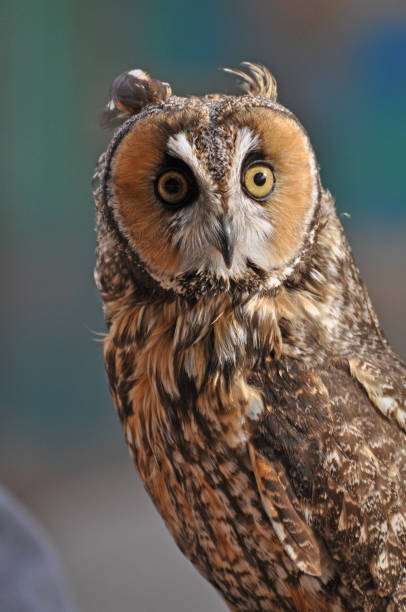 istock Long eared owl closeup portrait 1390899592