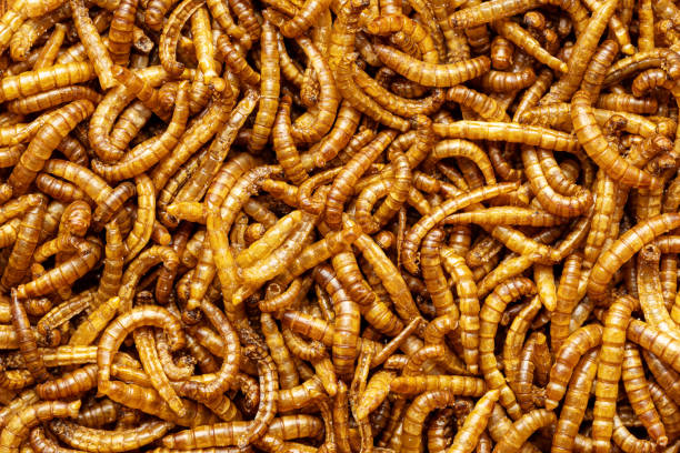 istock Fried salty worms. Roasted mealworms. 1390901014