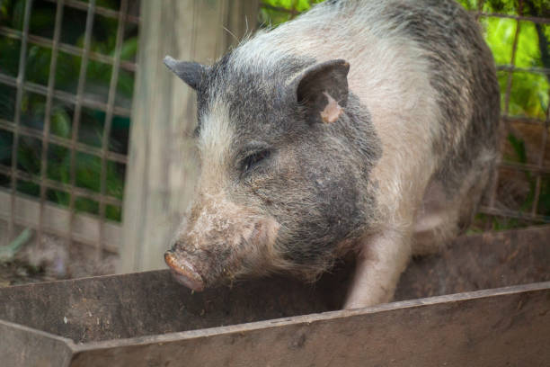 View of a pig in food bowl.