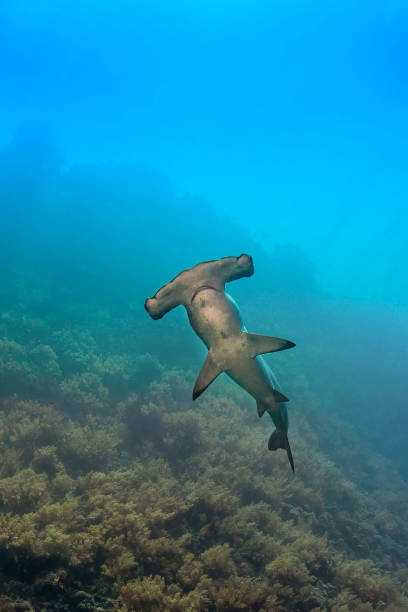 istock Hammerhead shark with diver in the deep 1390902163