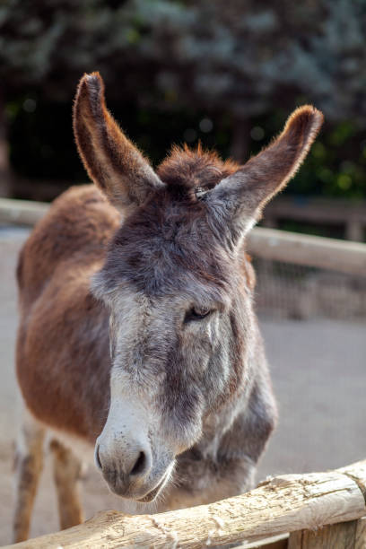 istock Close up Portrait of a Donkey 1390902205