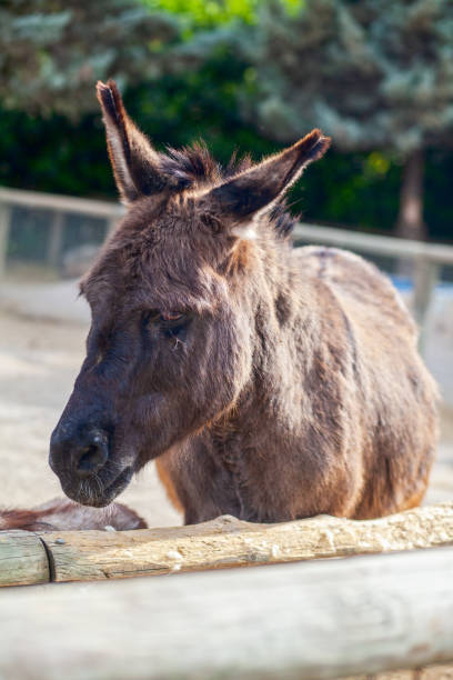 Close up Portrait of a Mule