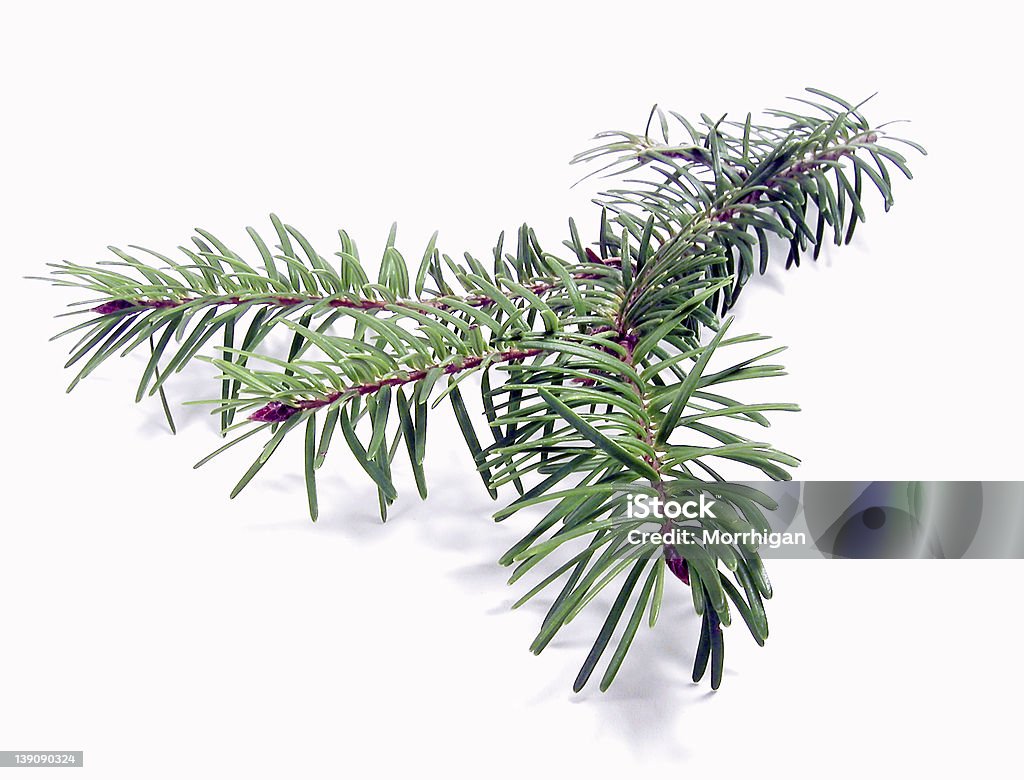 Fir-Nahaufnahme - Lizenzfrei Ast - Pflanzenbestandteil Stock-Foto