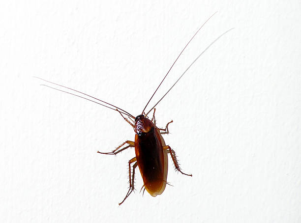 istock An image of a live brown cockroach 139090405
