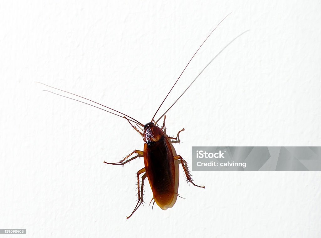 An image of a live brown cockroach eeek... a nasty looking giant cockroach, photographed ALIVE!!! Animal Stock Photo