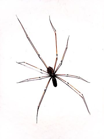 Daddy Long Legs Spider, Pholcus phalangioides, on a wall. Close up photograph.