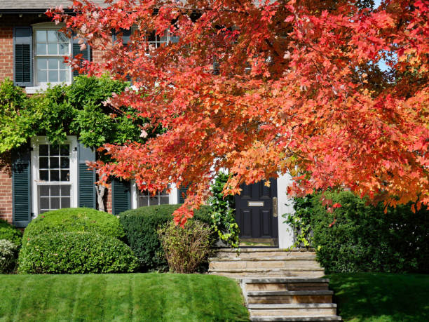 istock Front yard of house with brilliant red maple tree in fall 1390904899