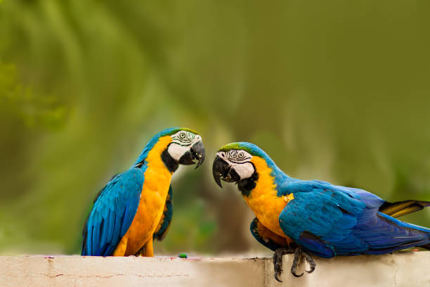istock Blue and yellow macaw of Brazil 1390905836