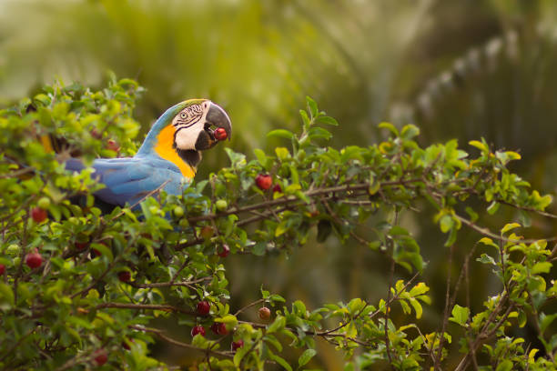 Blue and yellow macaw of Brazil Blue and yellow macaw of Brazil eating acerola on tree gold and blue macaw photos stock pictures, royalty-free photos & images