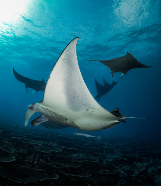 seltene mantarochen, die im tiefblauen indischen ozean unter dem licht schwimmen - manta ray stock-fotos und bilder