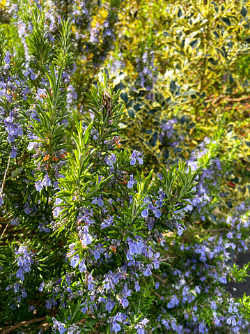 Stock photo showing a a herb garden with large, flowering Rosemary shrub with purple flowers. This herb is an aromatic evergreen plant.