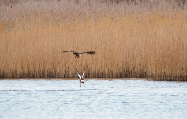 rohrweihe (circus aeruginosus) angriff auf eine shelduck (tadorna tadorna) - brandgans stock-fotos und bilder