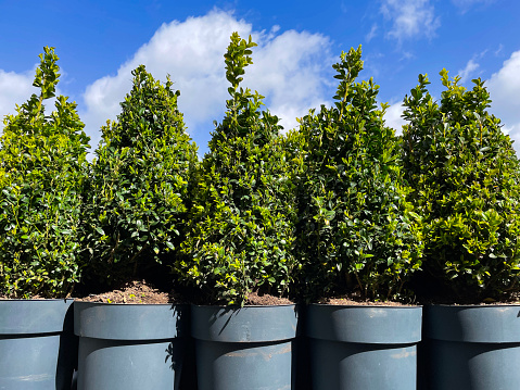 Stock photo showing a close-up view of row of Box (Buxus sempervirens) plants growing in individual plastic flowerpots and clipped as small, conical topiary shrubs. Boxwood plants are commonly used to create small hedges and topiary specimens, due to their tiny evergreen leaves and compact, bushy habit.