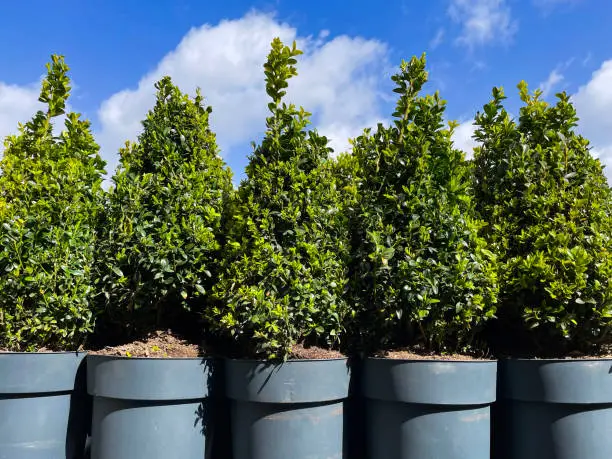 Photo of Close-up image of rows of five, potted, clipped, topiary box (Buxus sempervirens) plants, sunny, blue, cloudy sky background, focus on foreground