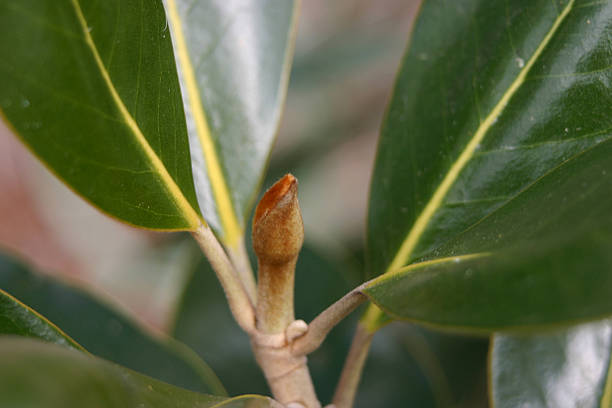 매그놀리아 Bud (신청완료 스톡 사진