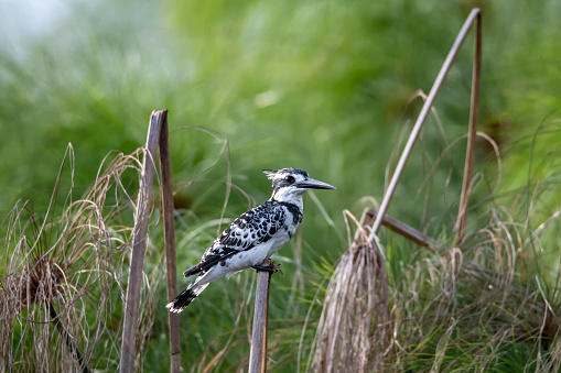 Pied kingfisher (Ceryle rudis) at the shores of Lake Victoria.  Shot in wildlife in the Mabamba swamp land, close to Lake Victoria, Uganda.
