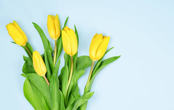 istock bouquet of yellow tulips 1390908430