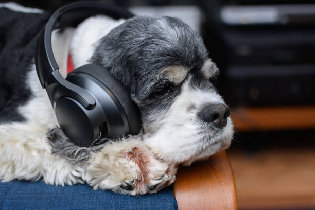 istock the dog is lying in large wireless headphones 1390908532