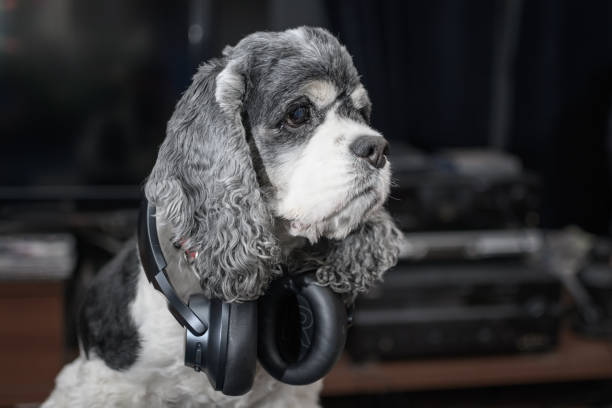 istock a dog in big black wireless headphones 1390908562