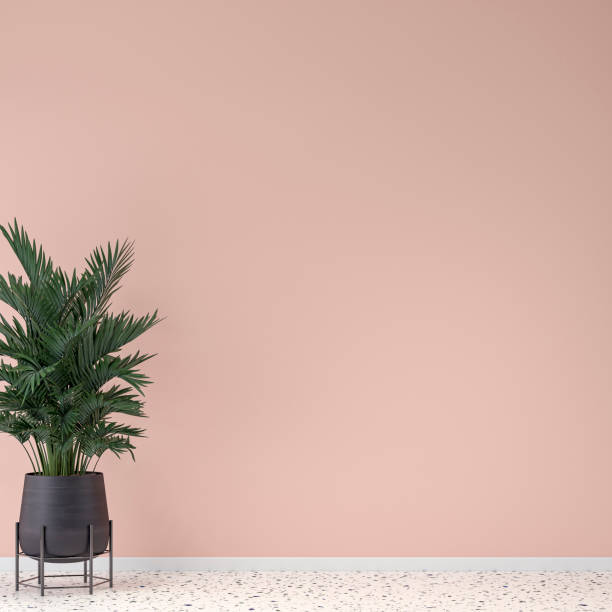 istock Empty unfurnished elegant interior with powder pink plaster wall background and potted plant (palm tree) 1390908617