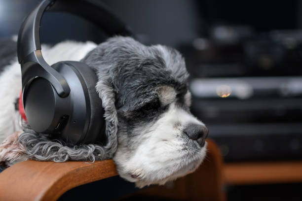 istock the dog is lying in large wireless headphones 1390908637