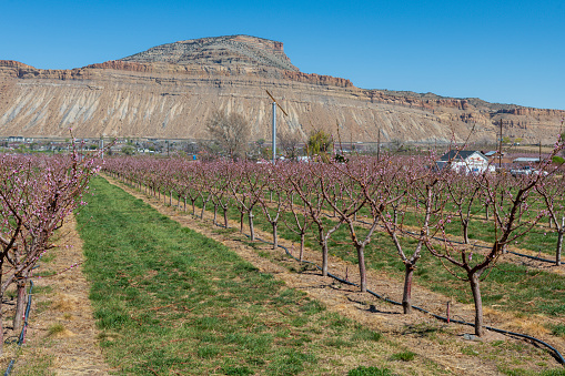 Looking across Orchard Mesa above the town of Palisade, Colorado with a blossoming peach orchard in bloom on a sunny day in April.