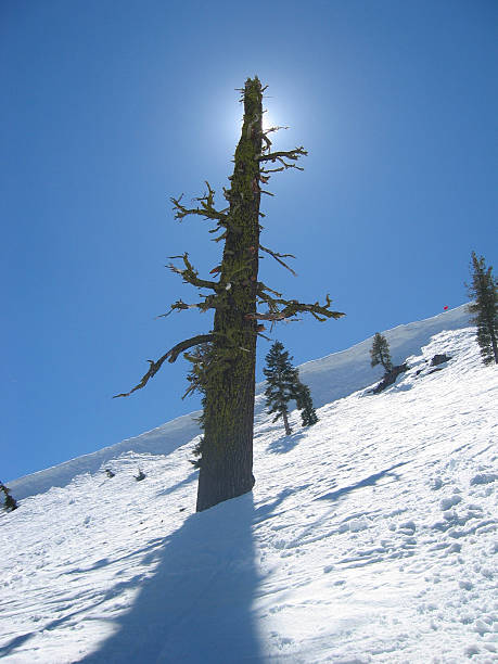 Black Diamond Tree stock photo